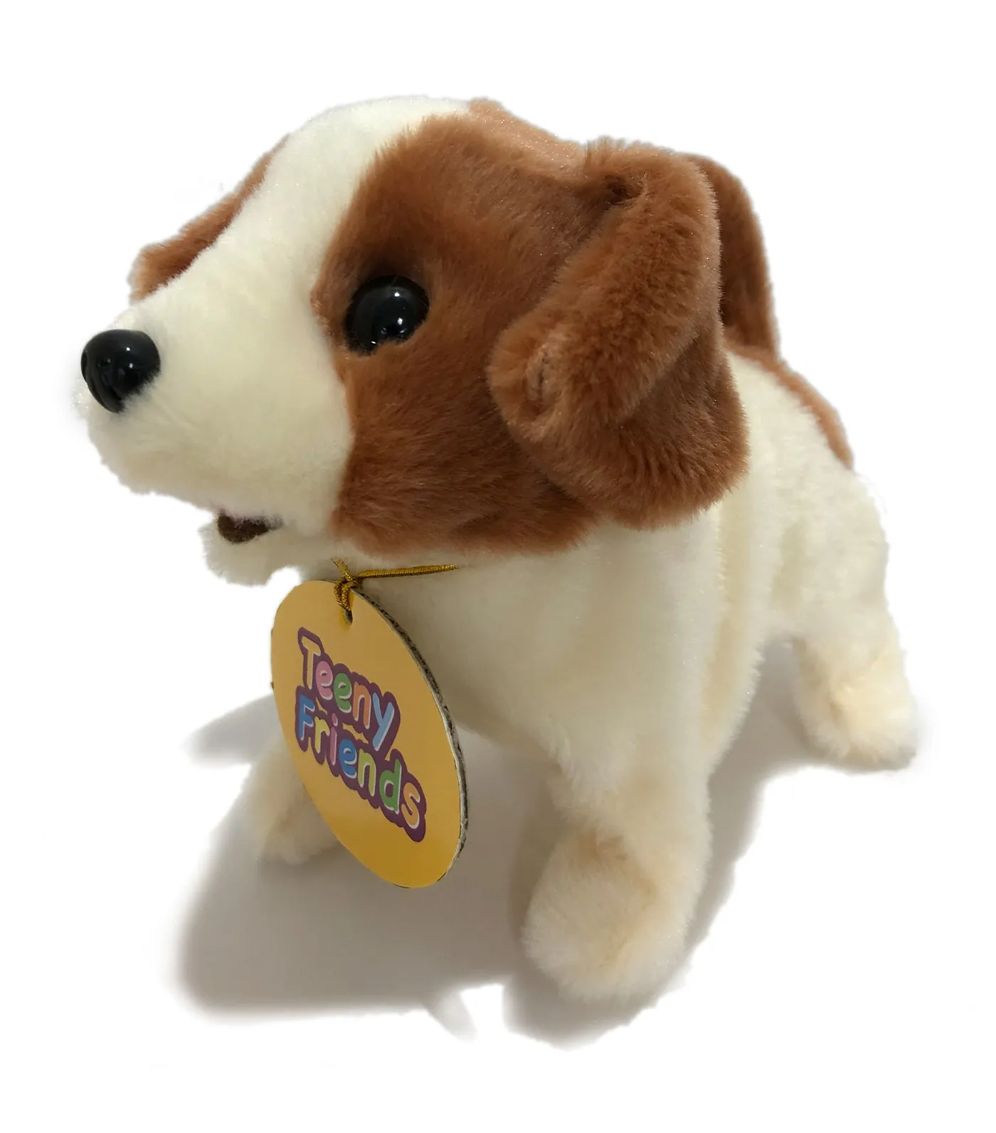 Baby Jack Russel Terrier