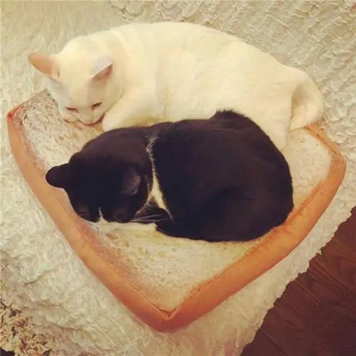 Cozy Toast Cat Bed - Purrfectly Adorable and Comfy for Your Feline Friend!