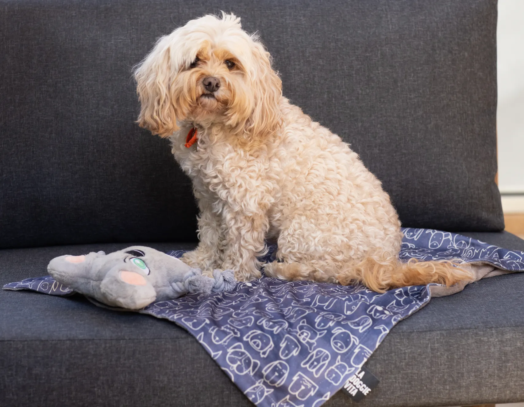 Dog Central Indigo Blanket