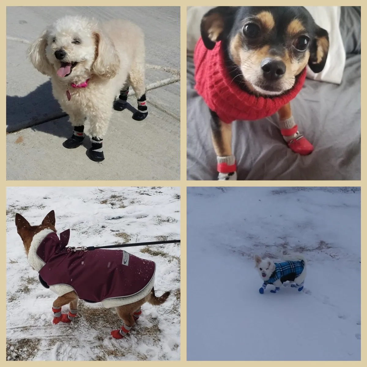 💥Limited Buy 1 Get 1 Free🔥Pets Waterproof Shoes